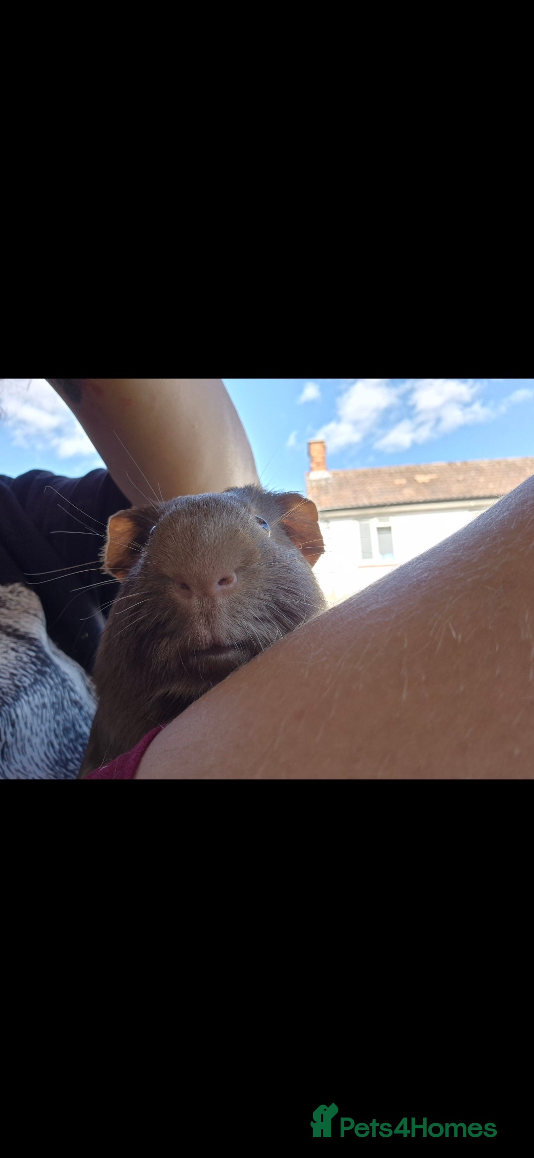 Guinea Pig rodents for sale: Otto male guinea pig - Image 1