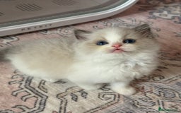 Ragdoll cats for sale: Blue eyes Blue-Bicolor kittens  - Image 27