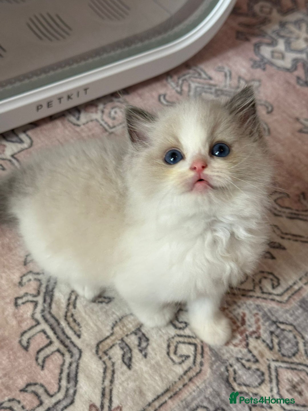Ragdoll cats for sale: Blue eyes Blue-Bicolor kittens  - Image 27