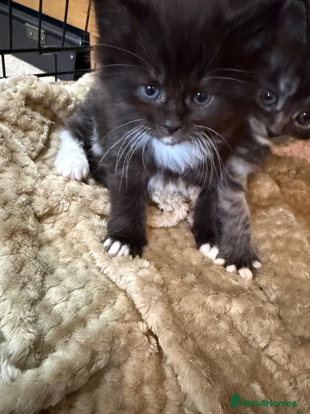 Maine Coon cats for sale: Maine Coon Cross Kittens,1 Male,1 Female,Ready May - Advert 14