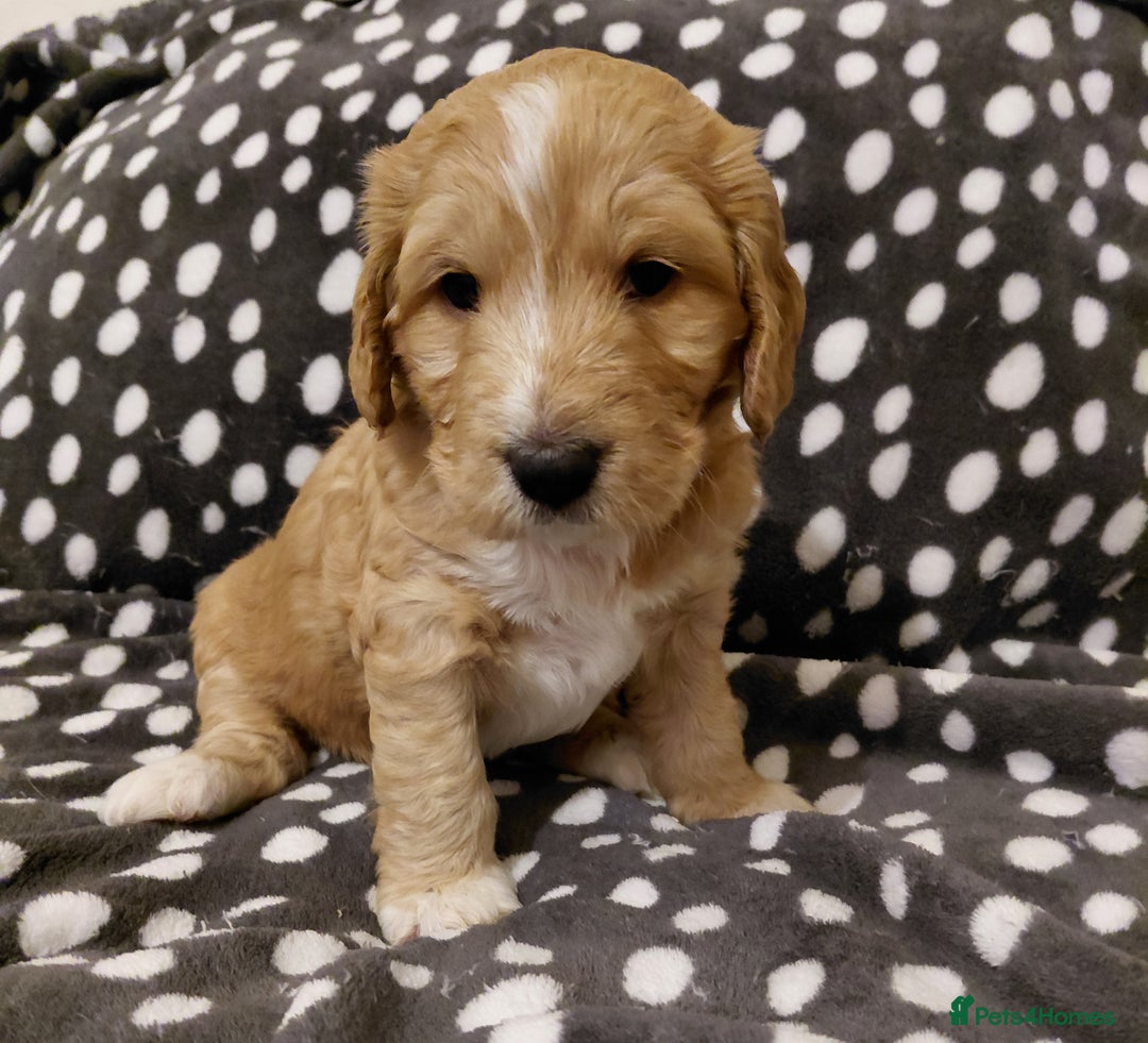 Mixed Breed dogs for sale: Australian Labradoodle puppies - Advert 25