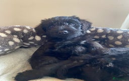 Mixed Breed dogs for sale: F1 Borderpoos - Image 2