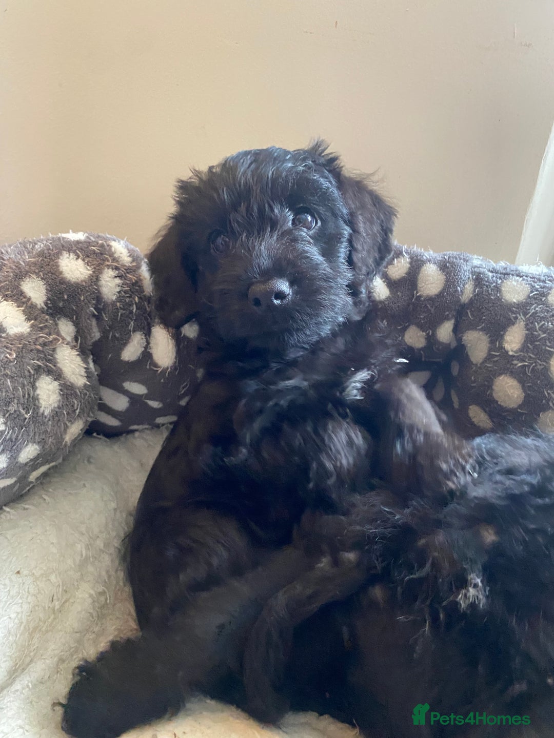 Mixed Breed dogs for sale: F1 Borderpoos - Image 2
