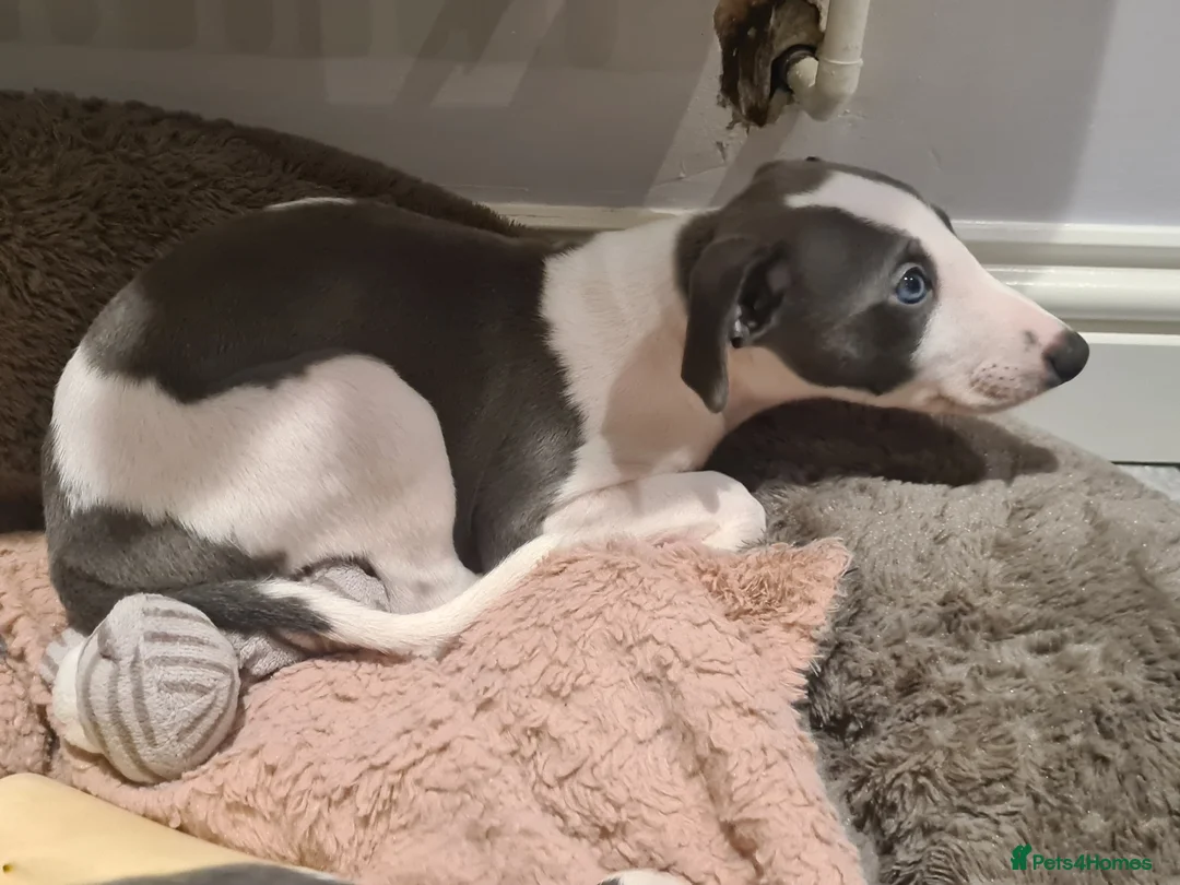 Whippet dogs for stud: 2 KC whippet for stud,both heart tested clear in Bishop Auckland - Advert 6