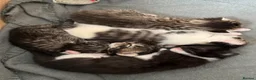 Mixed Breed cats for sale: Beautiful kittens in Chesham - Advert 1
