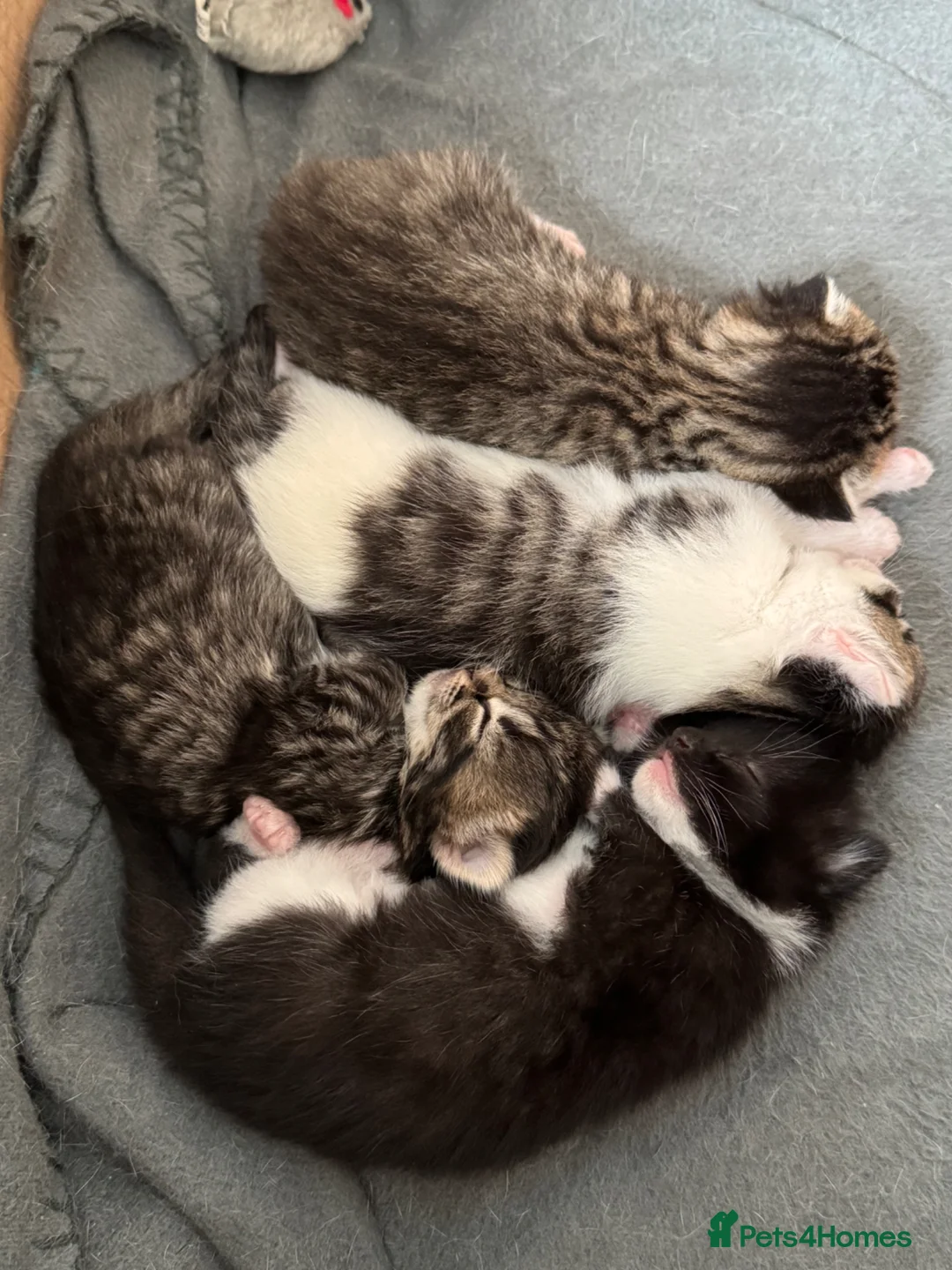 Mixed Breed cats for sale: Beautiful kittens in Chesham - Advert 1