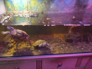 Turtle reptiles Large tank with 3 adult Mississippi turtles - Advert 17
