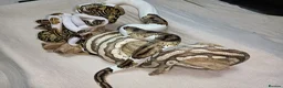 Python Snake reptiles for sale: Ball pythons (8mth). Pied/Firefly/Gene X/Mojave) - Advert 2
