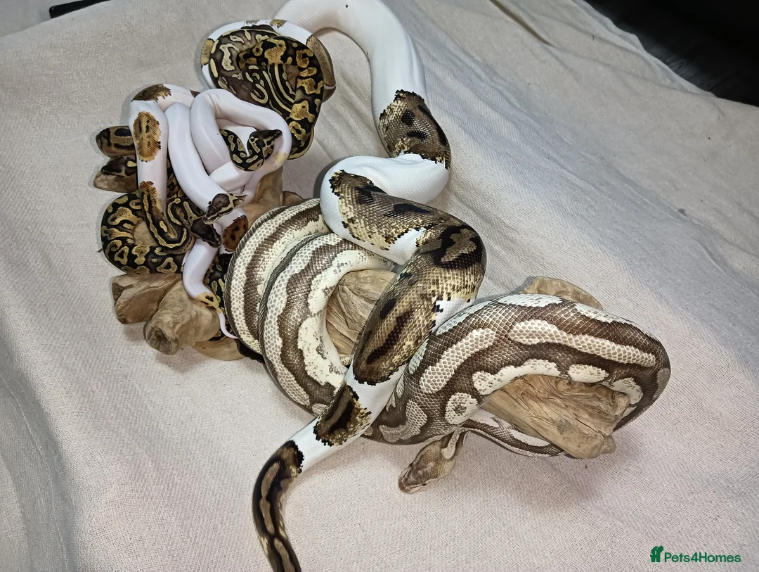 Python Snake reptiles for sale: Ball pythons (8mth). Pied/Firefly/Gene X/Mojave) - Advert 2