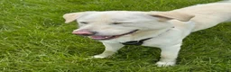 Mixed Breed dogs for adoption: Bobby – Labrador Retriever Mix - Advert 7