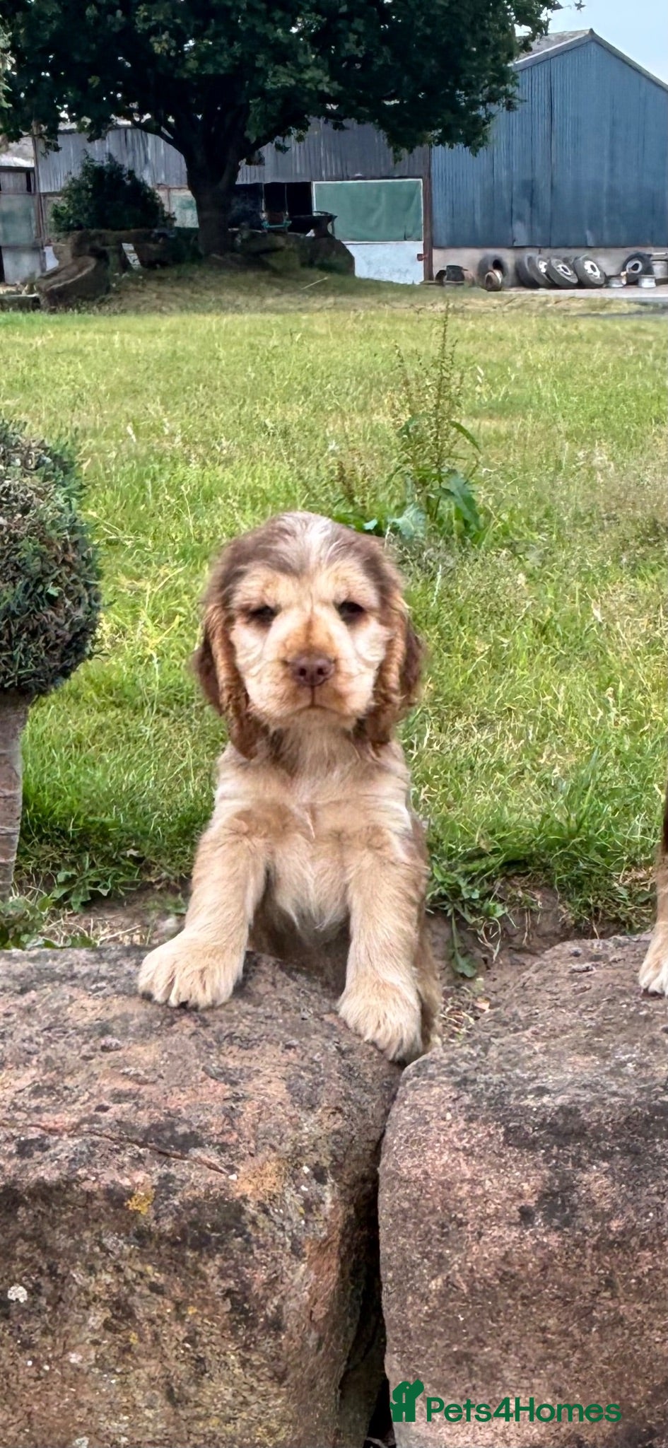 Cocker Spaniel dogs Beautiful KC show cocker spaniels  - Advert 1