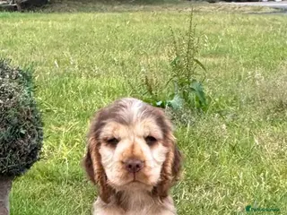 Cocker Spaniel dogs Beautiful KC show cocker spaniels - Advert 1