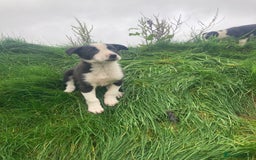 Border Collie dogs for sale: Playful pups - Image 7
