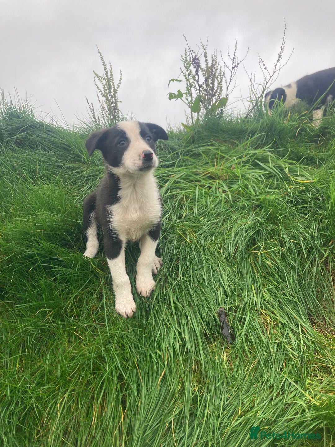 Border Collie dogs for sale: Playful pups - Image 7