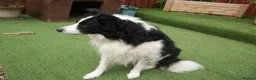 Border Collie dogs for stud: SARJ gorgeous boy in Dalry - Advert 2