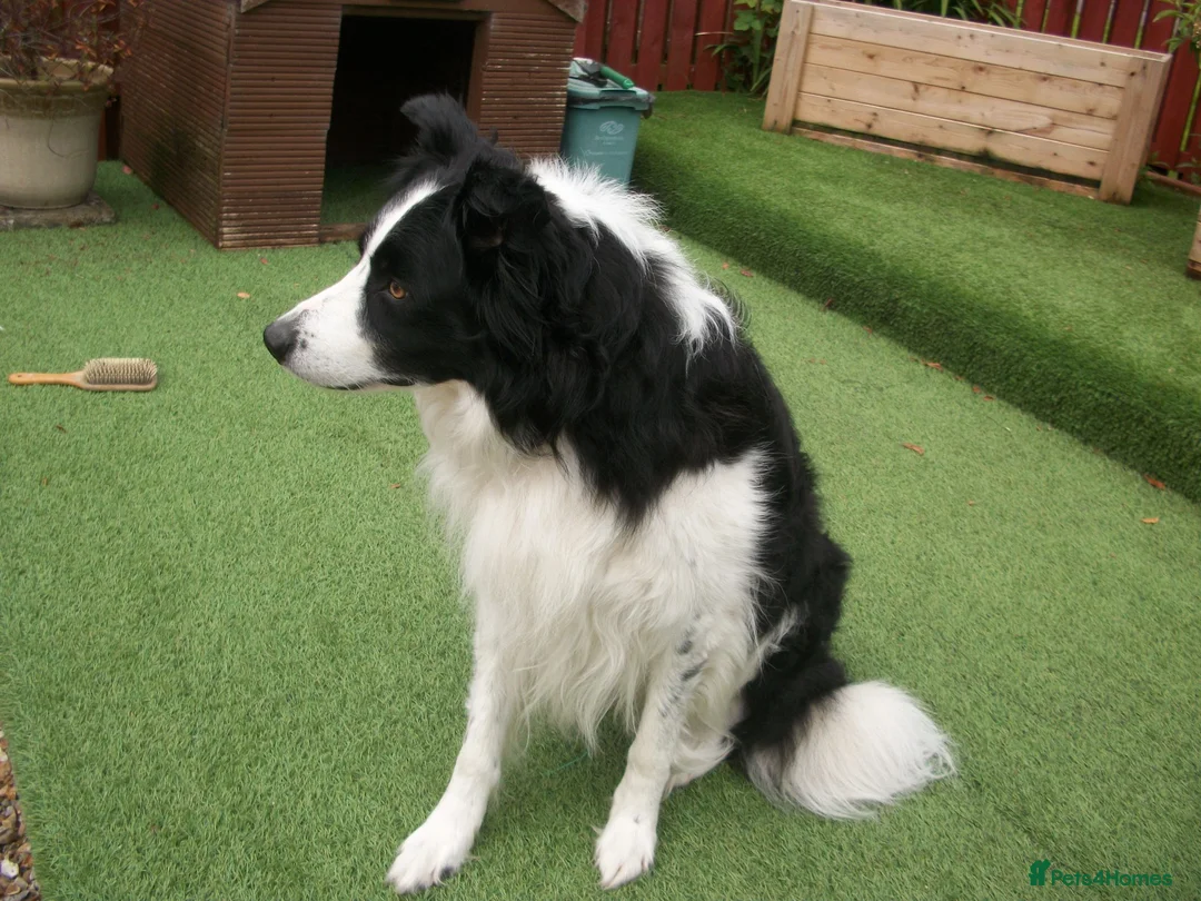 Border Collie dogs for stud: SARJ gorgeous boy in Dalry - Advert 2