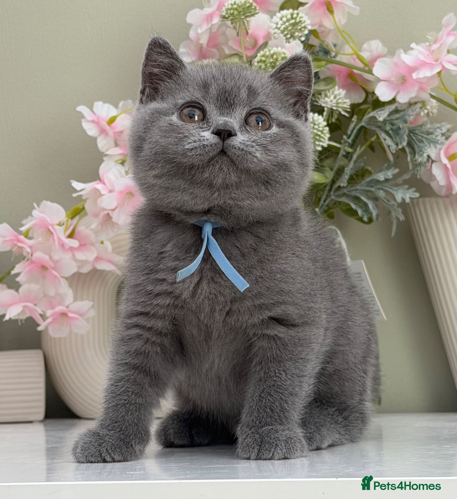 British Shorthair cats Gorgeous British Kittens - Advert 1