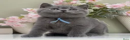British Shorthair cats for sale: Gorgeous British Kittens - Advert 1