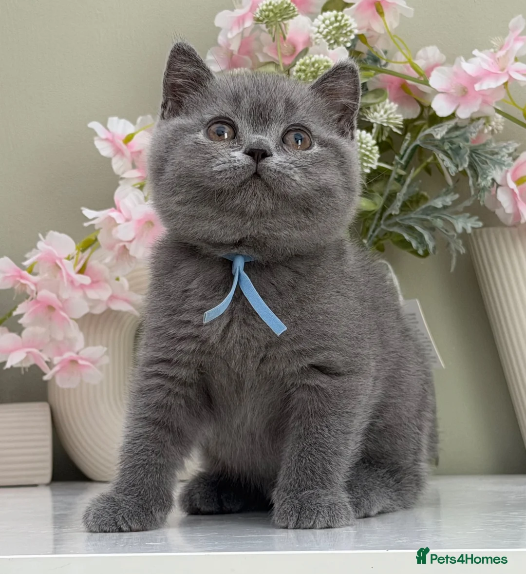 British Shorthair cats for sale: Gorgeous British Kittens - Advert 1