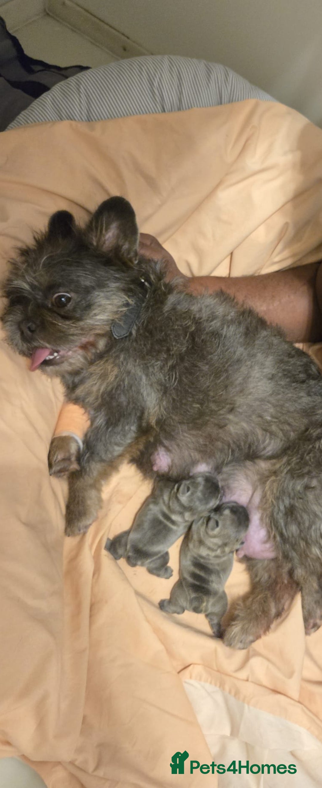 Mixed Breed dogs for sale: Mini bully's  - Image 2