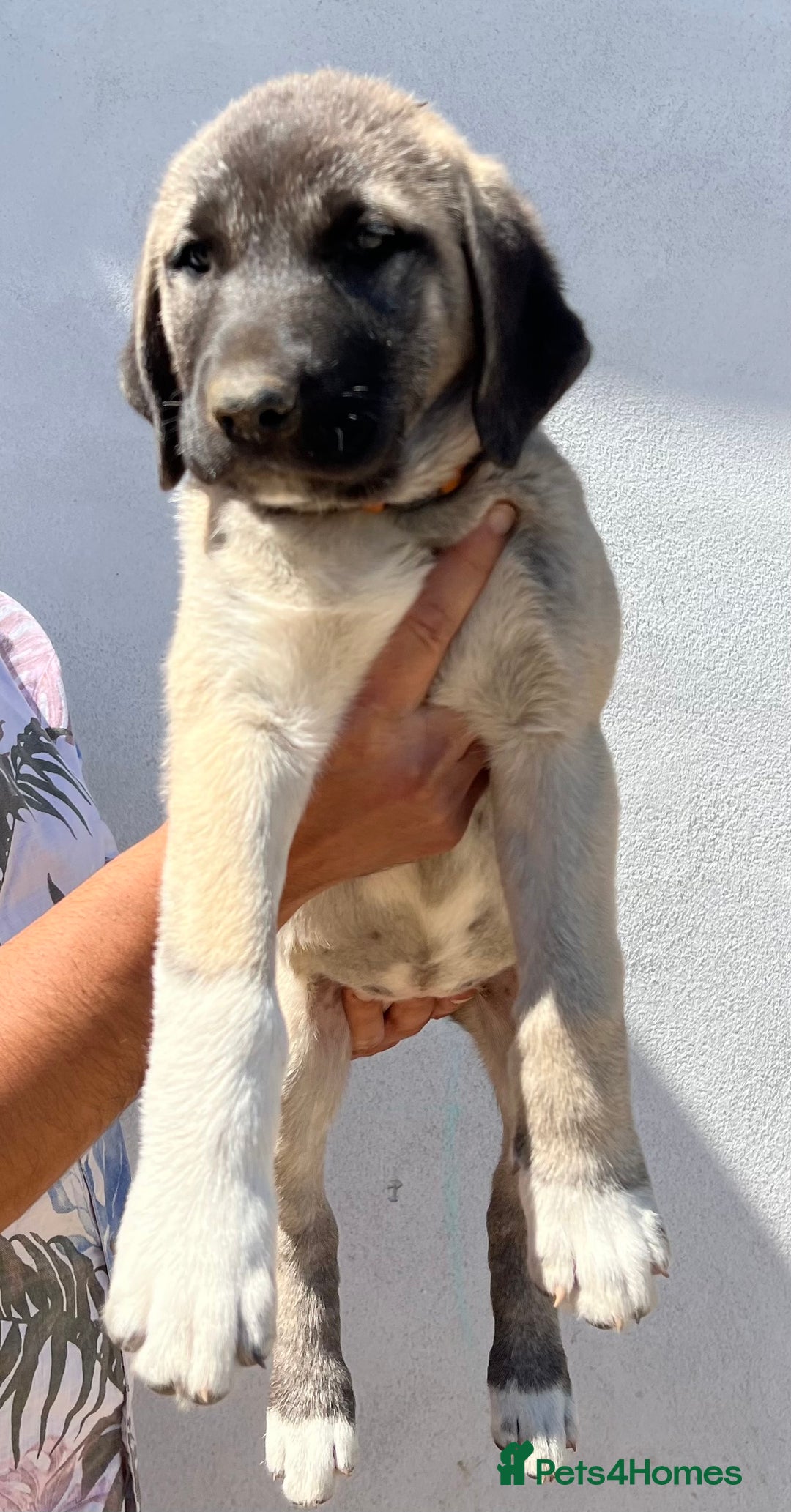Anatolian Shepherd dogs for sale: Malakli Puppies - Image 22