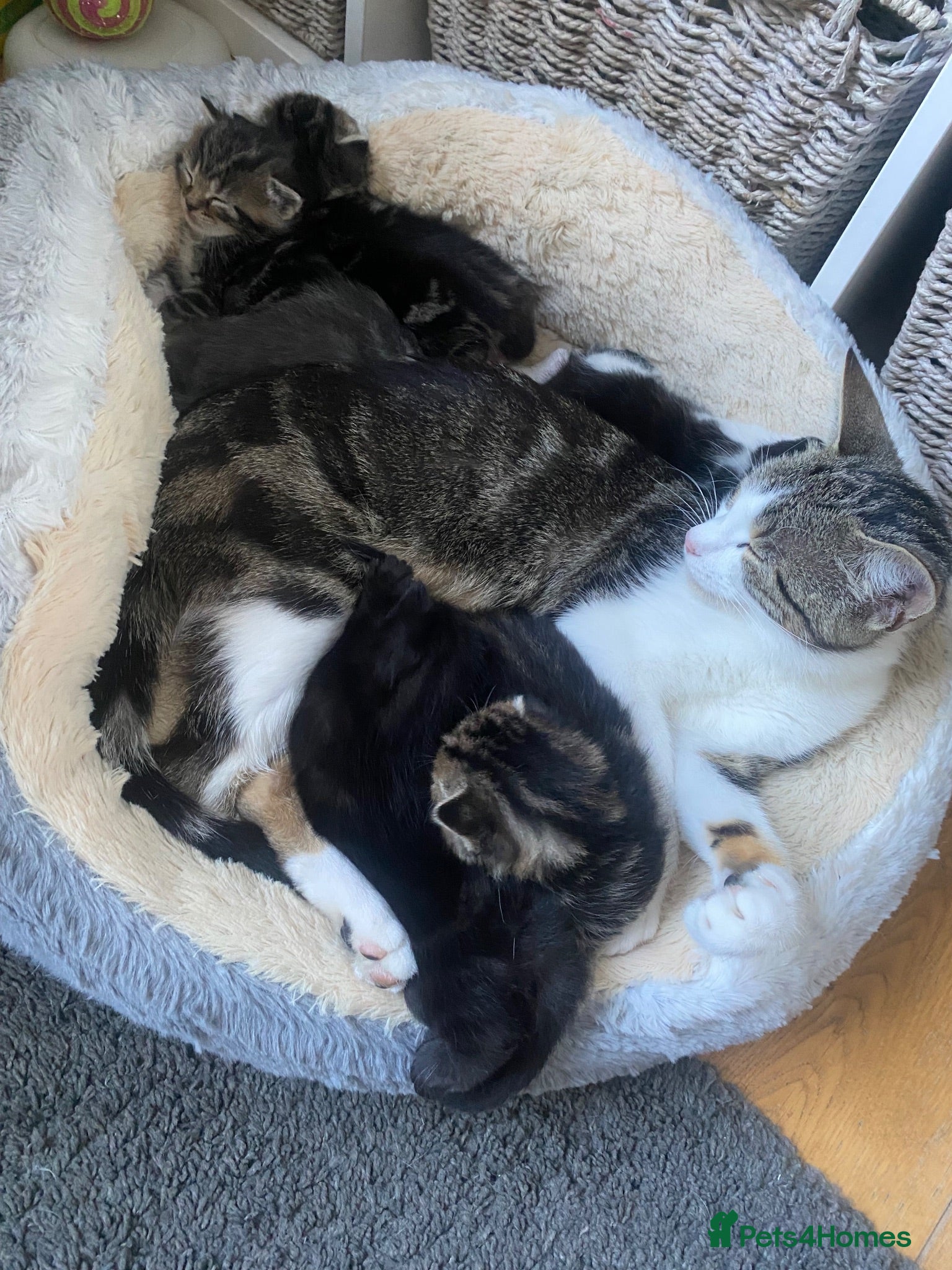 Mixed Breed cats Kittens for sale £100  - Advert 2