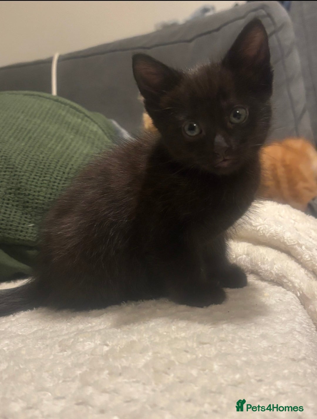 Mixed Breed cats for sale: Four mixed breed kittens for sale - Advert 4