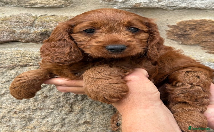 Cockapoo dogs - Advert 13