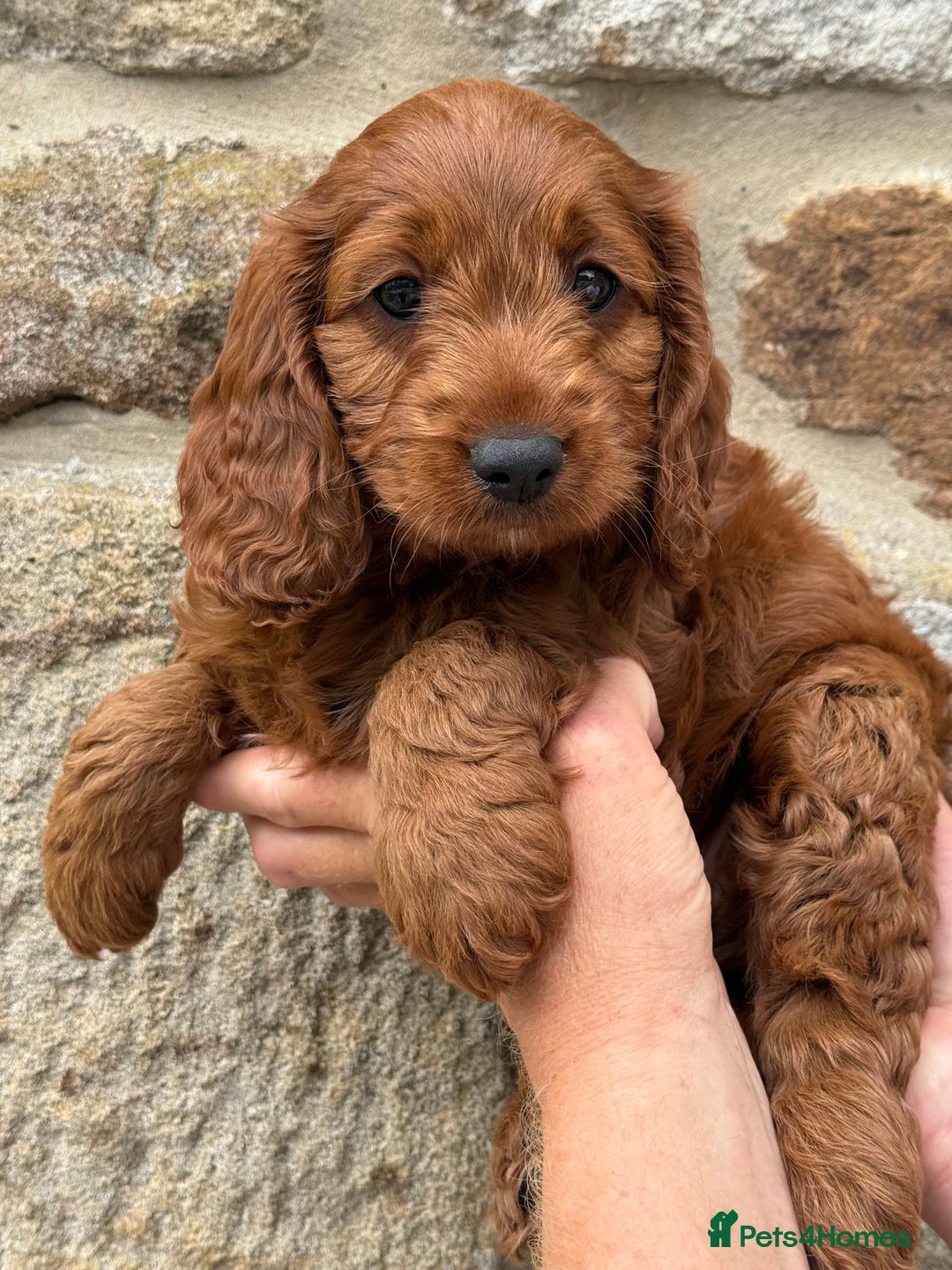 Cockapoo dogs for sale: Deep Dark Red Cockapoo’s ready now  - Image 1