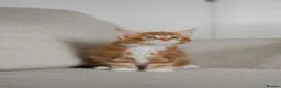 Maine Coon cats for sale: 5 Beautiful Russian Import Kittens TICA - Advert 15