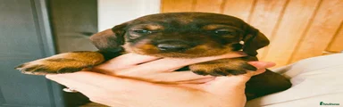 Dachshund 3