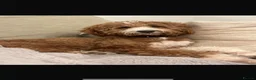 Australian Labradoodle dogs for sale: ⭐WALA Australian Labradoodles 2 pupps remaining ⭐ - Advert 5