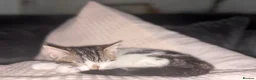 British Longhair cats for sale: British longhair kittens - Advert 5