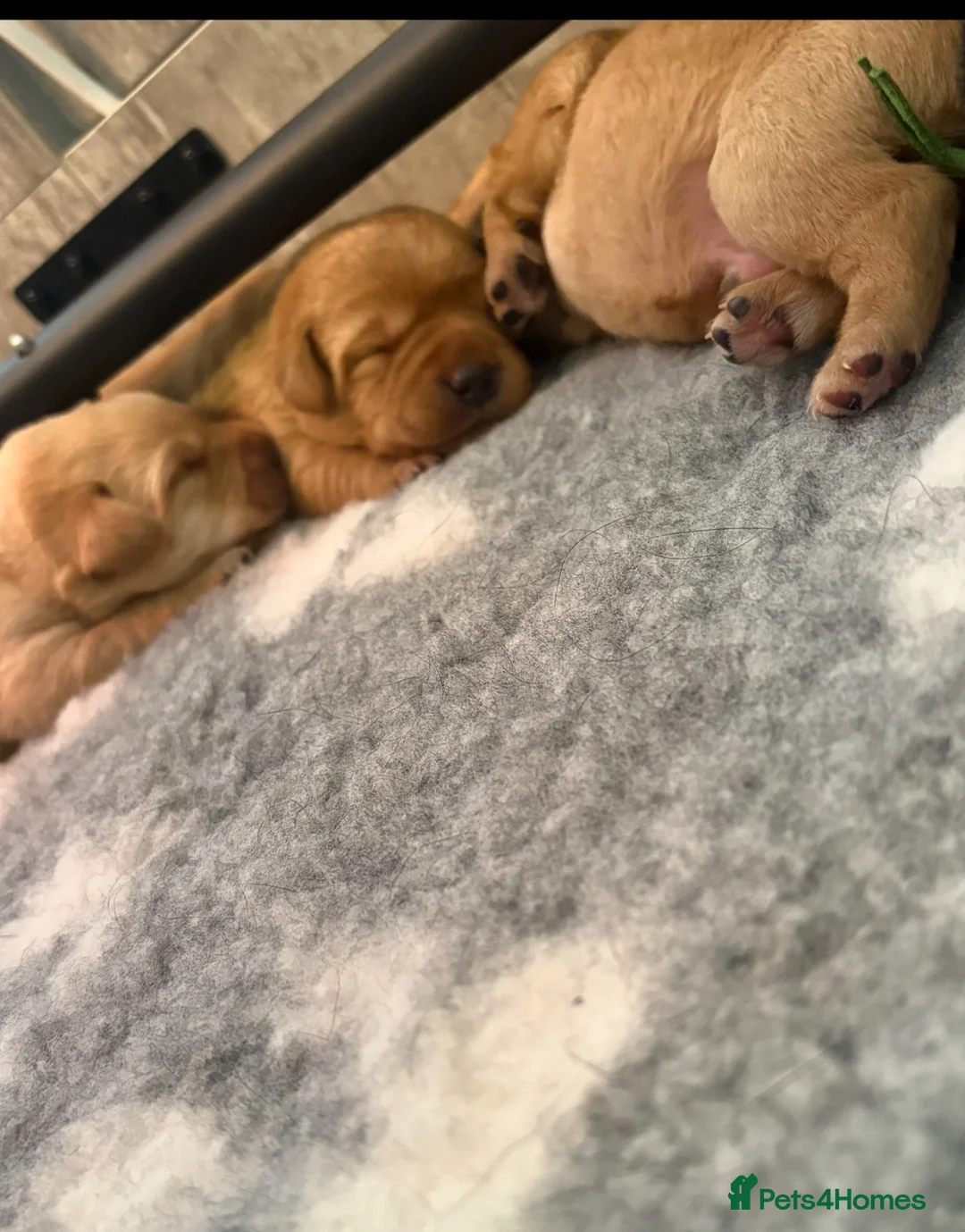 Labrador Retriever dogs for sale: Top quality chunky KC reg Labradors girls - Advert 2
