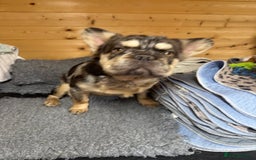 French Bulldog dogs for sale: French bulldog full visual fluffy poss pink left - Advert 2