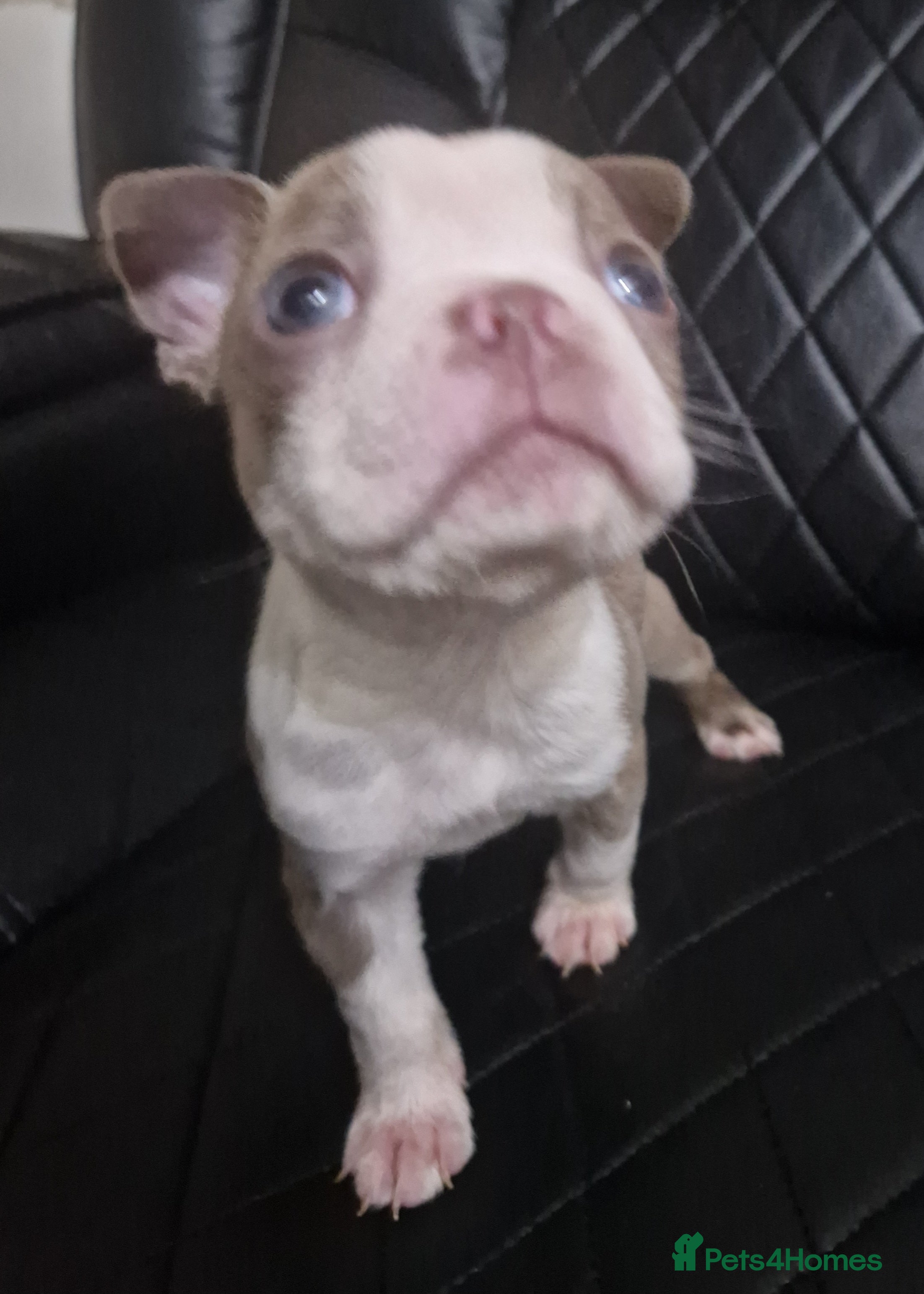 Boston Terrier dogs Stunning Champagne boston bitch for sale  - Advert 1