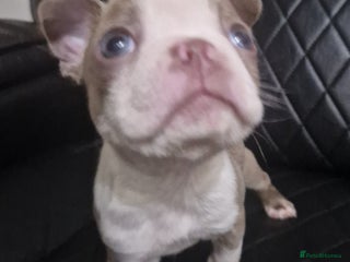 Boston Terrier dogs Stunning Champagne boston bitch for sale - Advert 1