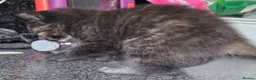 Mixed Breed cats for sale: 2 stunning kittens still available  - Advert 2