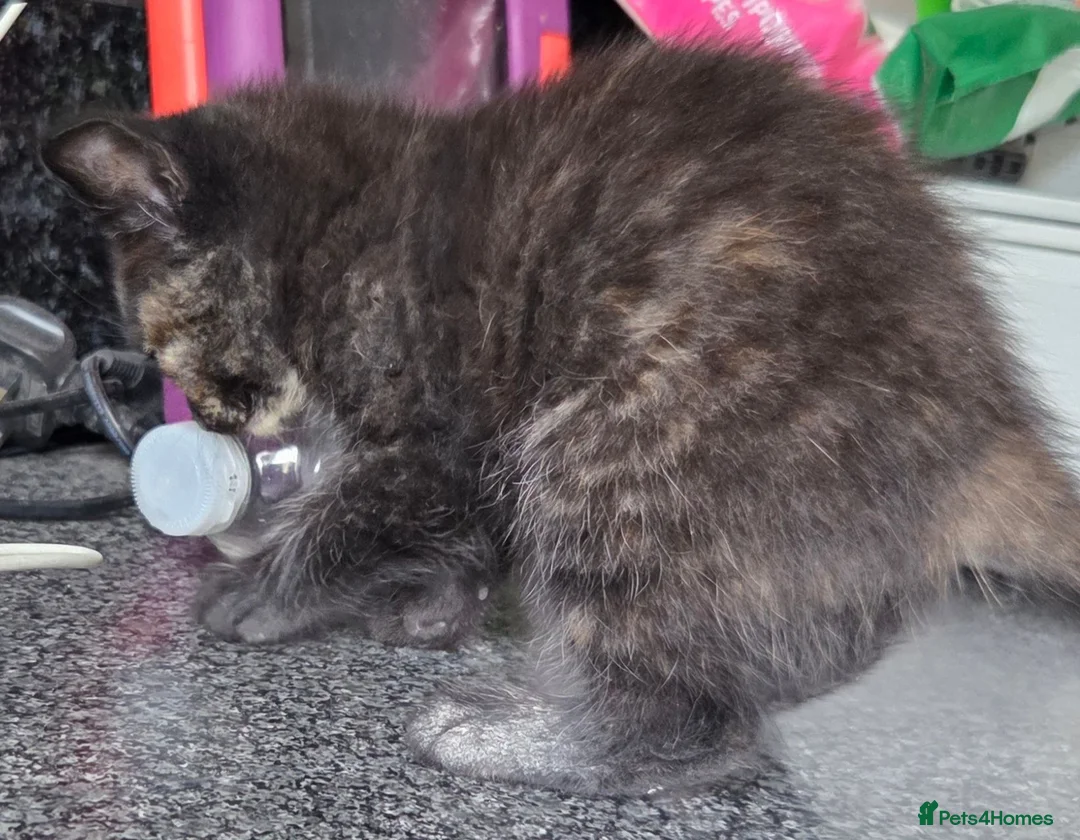 Mixed Breed cats for sale: 2 stunning kittens still available  - Advert 2