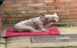 French Bulldog dogs for sale: Diamond 💎 French bulldog  - Image 6