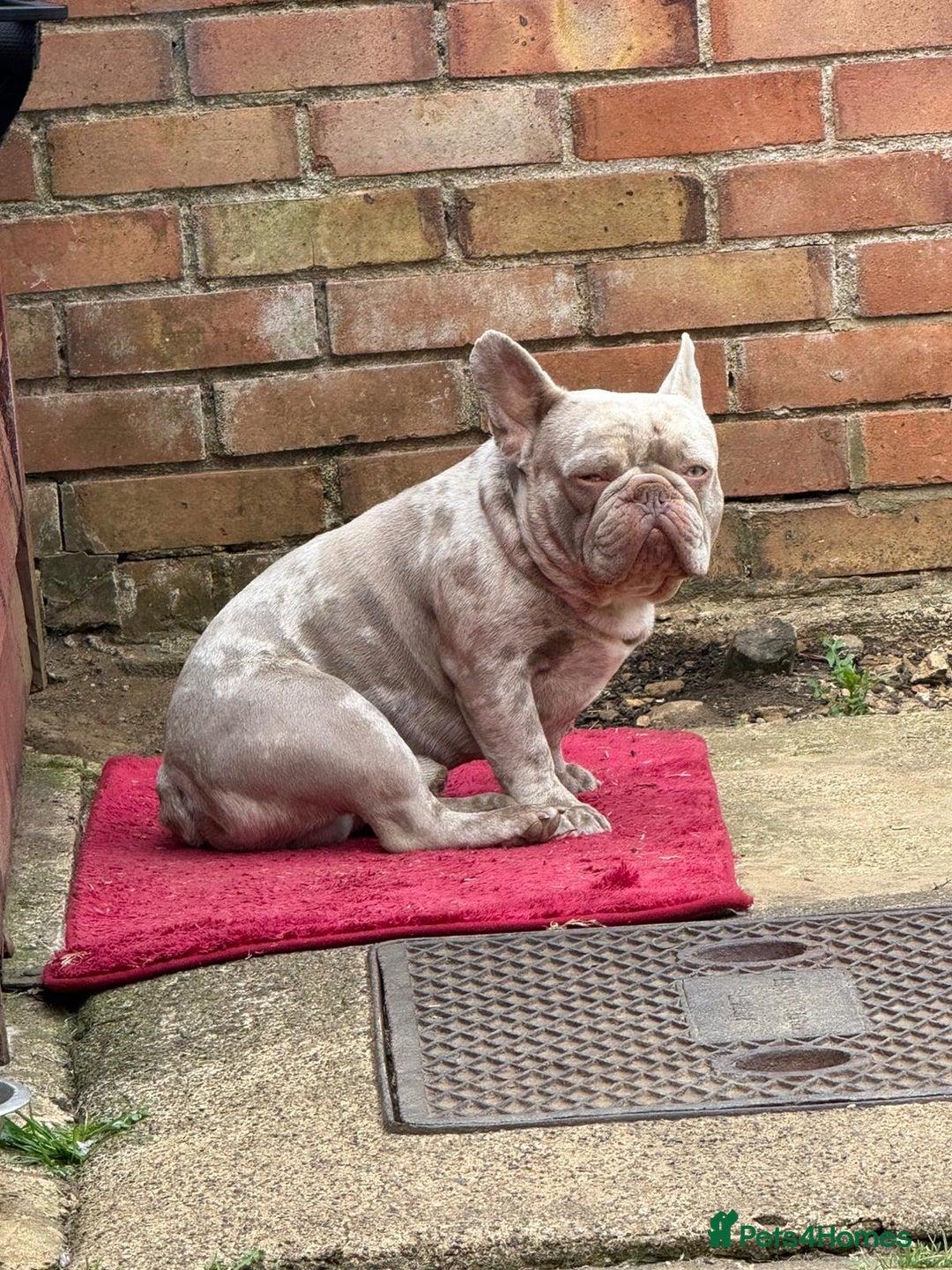 French Bulldog dogs for sale: Diamond 💎 French bulldog  - Image 6