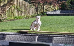 Whippet dogs for stud: Whippet  for stud top quality  - Image 4
