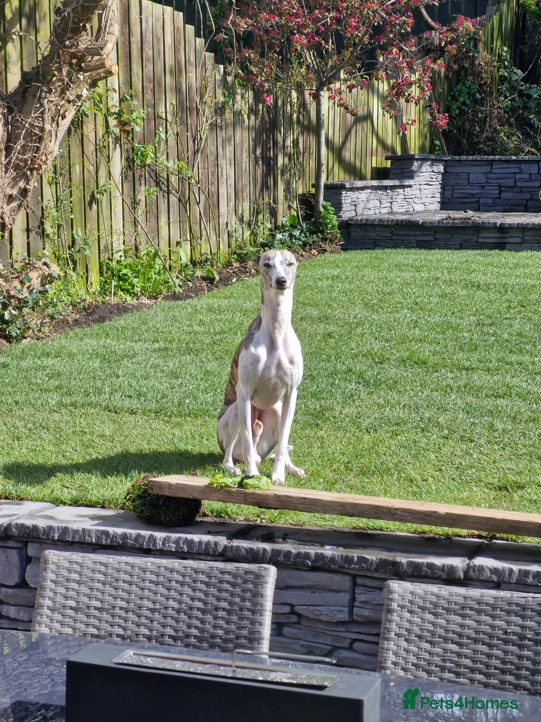 Whippet dogs for stud: Whippet  for stud top quality  - Image 4
