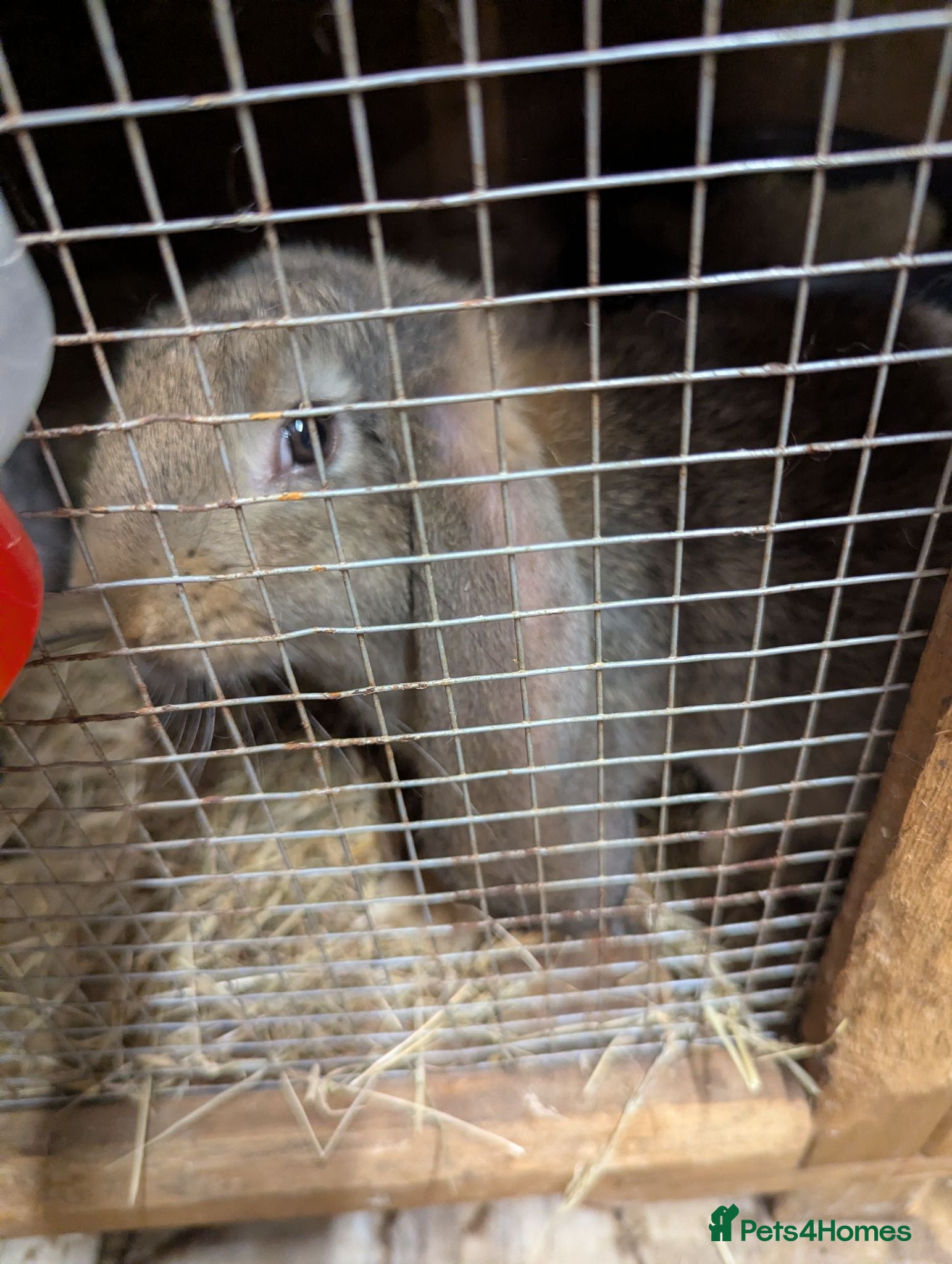 French Lop rabbits French lops  - Advert 18