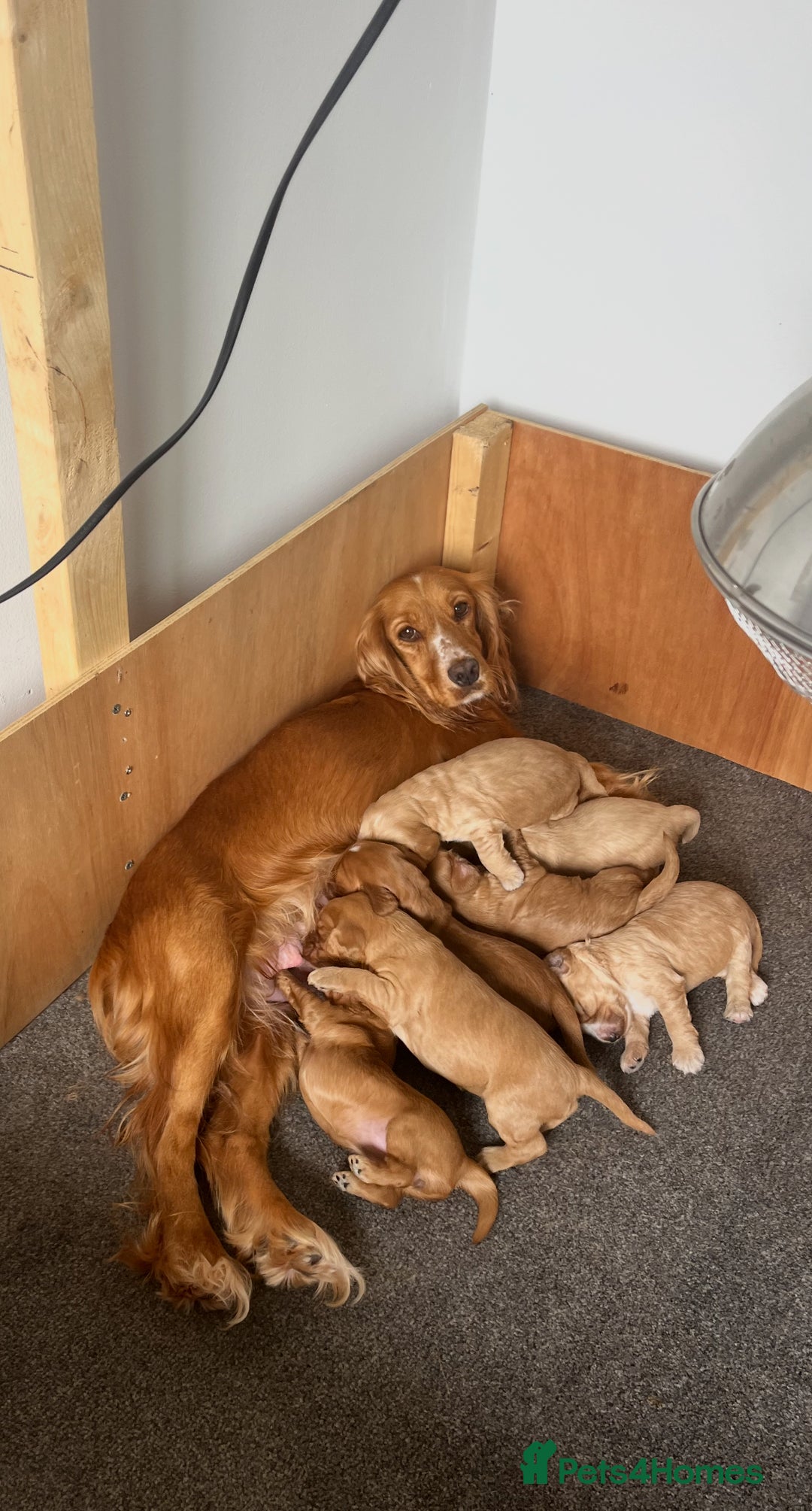 Cockapoo dogs for sale: 7 beautiful cockapoos  - Image 30