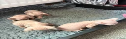 Sphynx cats for sale: Rare seal pointed Elf/Dwelf Sphynx kittens in Norwich - Advert 18