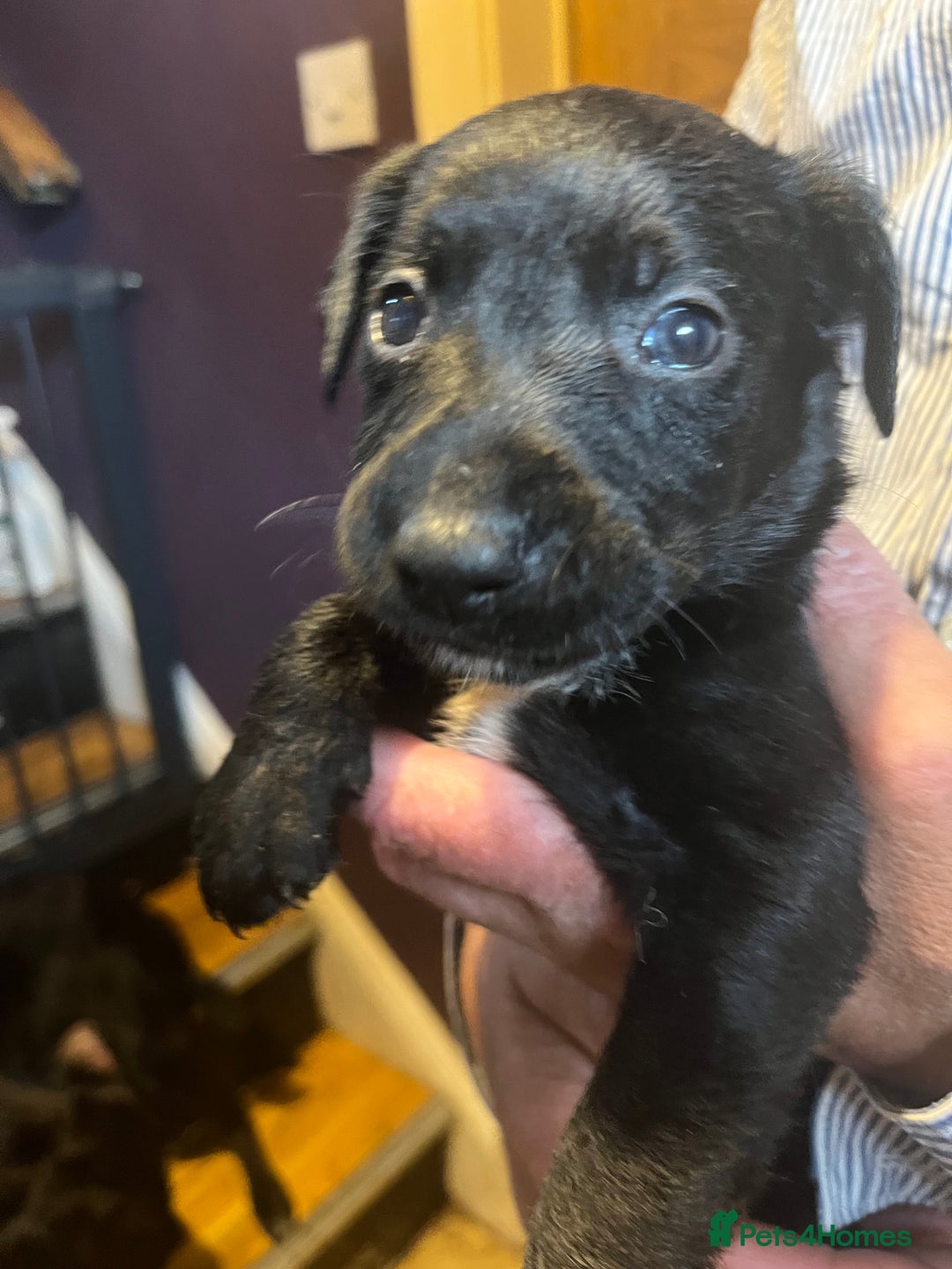 Mixed Breed dogs for sale: 8 puppies available rottweiler x border collie - Image 16