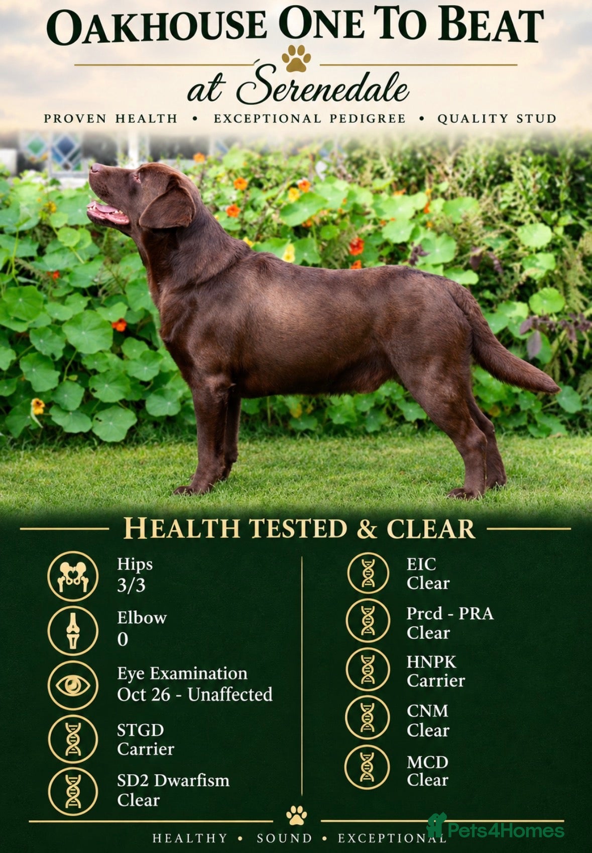 Labrador Retriever dogs for stud: Show Chunky Chocolate Male For Stud - Advert 3