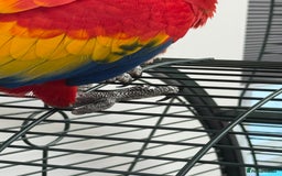 Macaws birds for sale: Scarlet macaw - Image 6