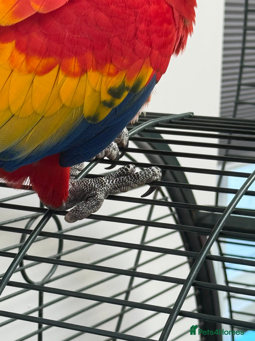 Macaws birds for sale: Scarlet macaw - Image 6
